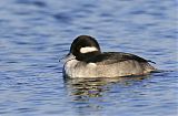 Bufflehead